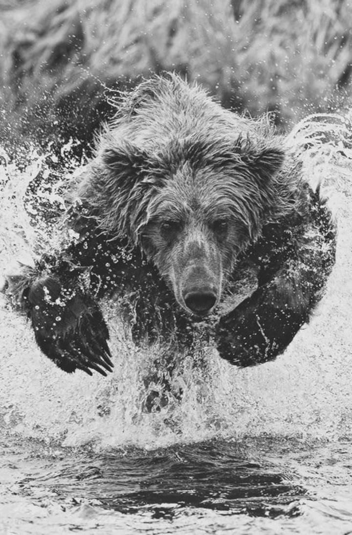grizz