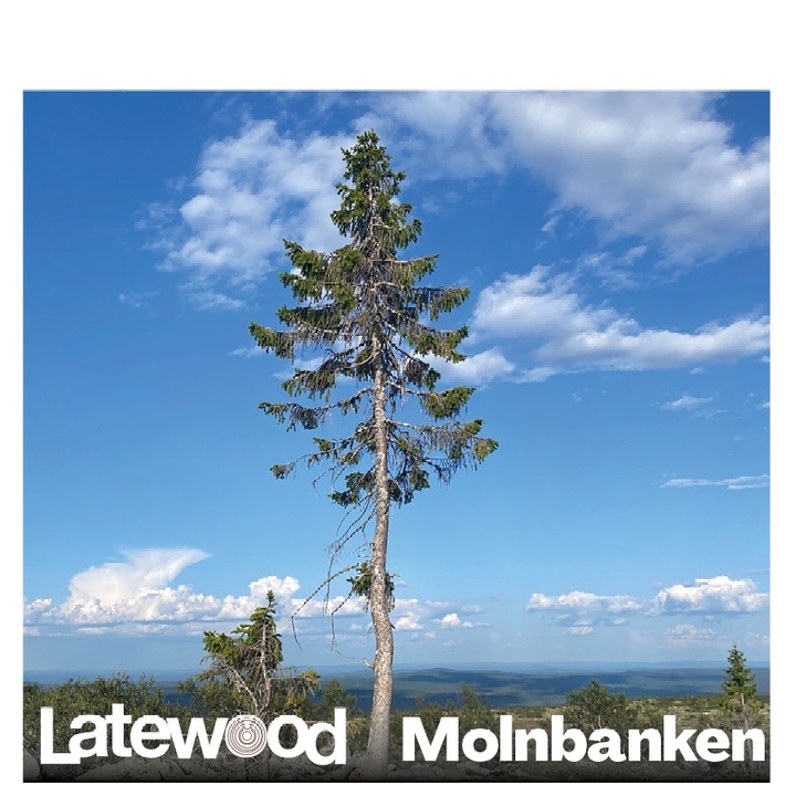 Latewood
