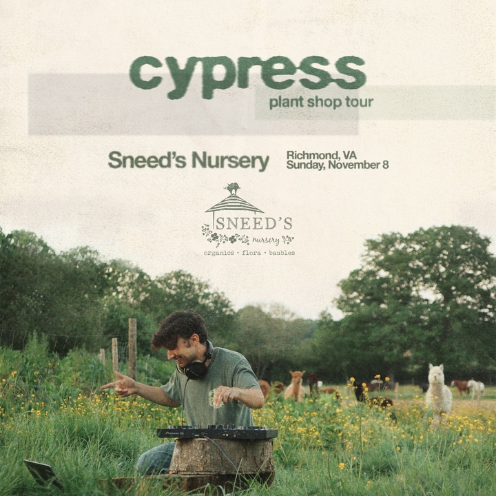 cypress