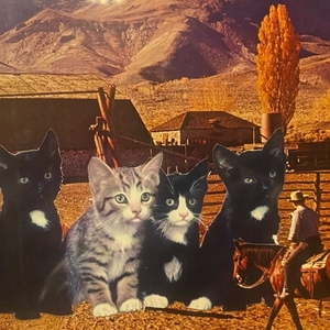 Petunia & The Vipers Tickets, Tour Dates and Concerts