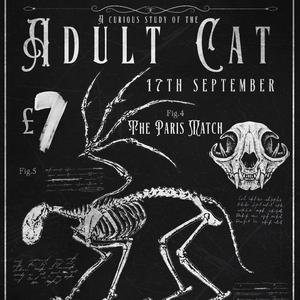 Adult Cat @ Water Rats