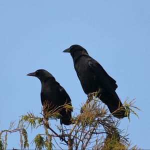 Stephen Clair Tickets, Tour Dates and Concerts