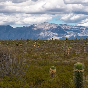 Roomful of Teeth Tickets, Tour Dates and Concerts