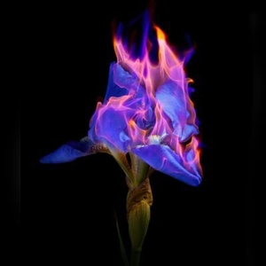 Ingressos, Datas da Turnê e Shows de BBC Concert Orchestra