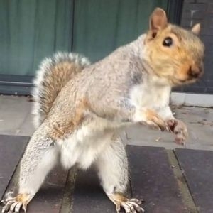 Dancing Squirrel Tickets, Tourdaten und Konzerte