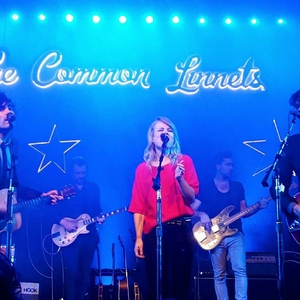 The Common Linnets at Venlo, Netherlands in De Maaspoort 2015