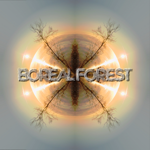 Boreal Forest Tickets, Tour Dates and %{concertOrShowText}