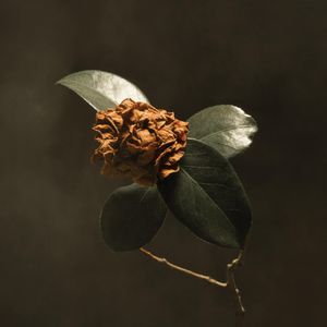 St. Paul and the Broken Bones